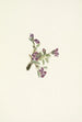 Fleur d'oxytropis alpine Oxytropis podocarpa - Mary Vaux Walcott — Ansicht des Kunstwerks