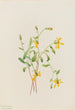 Alpen-Senecio Arten - Mary Vaux Walcott — Ansicht des Kunstwerks