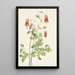 Ancolie du Canada Aquilegia canadensis - Mary Vaux Walcott — gerahmtes Bild an der Wand