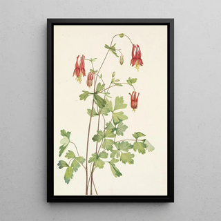 Mary Vaux Walcott - American Columbine Aquilegia canadensis.webp