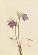 Anémone pulsatille américaine Pulsatilla ludoviciana - Mary Vaux Walcott — Ansicht des Kunstwerks