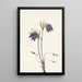 Fleur de pulsatille américaine Pulsatilla ludoviciana - Mary Vaux Walcott — gerahmtes Bild an der Wand