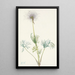 Fruit de pulsatille américaine Pulsatilla ludoviciana - Mary Vaux Walcott — gerahmtes Bild an der Wand