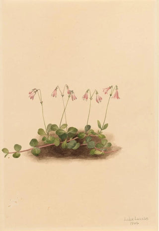 Mary Vaux Walcott - American Twinflower Linnaea borealis americana.webp