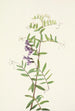 Vesce américaine Vicia americana - Mary Vaux Walcott — Ansicht des Kunstwerks