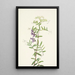 Vesce américaine Vicia americana - Mary Vaux Walcott — gerahmtes Bild an der Wand