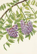Glycine américaine Kraunhia frutescens - Mary Vaux Walcott — Ansicht des Kunstwerks