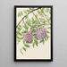 Glycine américaine Kraunhia frutescens - Mary Vaux Walcott — gerahmtes Bild an der Wand