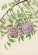 Glycine américaine Kraunhia frutescens - Mary Vaux Walcott — Ansicht des Kunstwerks