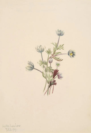 Mary Vaux Walcott - Anemone Anemone drummondii.webp
