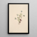 Anemone Anemone drummondii - Mary Vaux Walcott — gerahmtes Bild an der Wand
