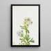Anémone Anemone zephyra - Mary Vaux Walcott — gerahmtes Bild an der Wand