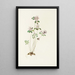 Anémonelle Syndesmon thalictroides - Mary Vaux Walcott — gerahmtes Bild an der Wand