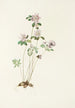 Anémonelle Syndesmon thalictroides - Mary Vaux Walcott — Ansicht des Kunstwerks
