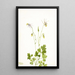 Ancolie sans éperon Aquilegia ecalcarata - Mary Vaux Walcott — gerahmtes Bild an der Wand