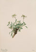 Arabis drummondii - Mary Vaux Walcott — Ansicht des Kunstwerks