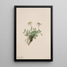 Arabis drummondii - Mary Vaux Walcott — gerahmtes Bild an der Wand