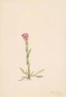 Arabis lyallii - Mary Vaux Walcott — Ansicht des Kunstwerks