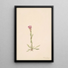 Arabis lyallii - Mary Vaux Walcott — gerahmtes Bild an der Wand