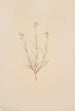Arenaria formosa - Mary Vaux Walcott — Ansicht des Kunstwerks