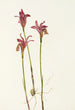 Aréthuse Arethusa bulbosa - Mary Vaux Walcott — Ansicht des Kunstwerks