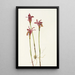 Aréthuse Arethusa bulbosa - Mary Vaux Walcott — gerahmtes Bild an der Wand