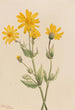 Arnica Arnica latifolia - Mary Vaux Walcott — Ansicht des Kunstwerks