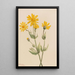 Arnica Arnica latifolia - Mary Vaux Walcott — gerahmtes Bild an der Wand