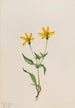 Arnica alpine Arnica alpina - Mary Vaux Walcott — Ansicht des Kunstwerks