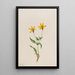 Arnica alpine Arnica alpina - Mary Vaux Walcott — gerahmtes Bild an der Wand