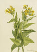 Senecio à feuilles de flèche Senecia triangularis - Mary Vaux Walcott — Ansicht des Kunstwerks