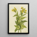 Senecio à feuilles de flèche Senecia triangularis - Mary Vaux Walcott — gerahmtes Bild an der Wand