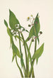 Schütze mit Pfeil Sagittaria cuneata - Mary Vaux Walcott — Ansicht des Kunstwerks