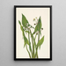 Schütze mit Pfeil Sagittaria cuneata - Mary Vaux Walcott — gerahmtes Bild an der Wand