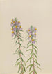 Aster Aster hirariifolius - Mary Vaux Walcott — Ansicht des Kunstwerks