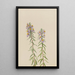 Aster Aster hirariifolius - Mary Vaux Walcott — gerahmtes Bild an der Wand