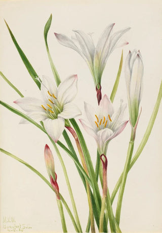 Mary Vaux Walcott - AtamascoLily Atamosco atamasco.webp