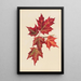 Blätter des Herbstes - Mary Vaux Walcott — gerahmtes Bild an der Wand