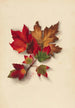 Blätter des Herbstes 2 - Mary Vaux Walcott — Ansicht des Kunstwerks
