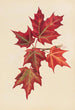 Blätter des Herbstes - Mary Vaux Walcott — Ansicht des Kunstwerks