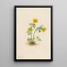 Renoncule des avalanches Ranunculus suksdorfii - Mary Vaux Walcott — gerahmtes Bild an der Wand