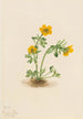 Renoncule des avalanches Ranunculus suksdorfii - Mary Vaux Walcott — Ansicht des Kunstwerks