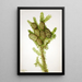 Sapin baumier Albies fraseri - Mary Vaux Walcott — gerahmtes Bild an der Wand
