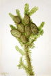 Sapin baumier Albies fraseri - Mary Vaux Walcott — Ansicht des Kunstwerks