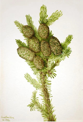Mary Vaux Walcott - Balsam Fir Albies fraseri.webp