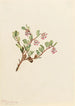 Busserole Arctostaphylos uvaursi - Mary Vaux Walcott — Ansicht des Kunstwerks
