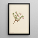 Busserole Arctostaphylos uvaursi - Mary Vaux Walcott — gerahmtes Bild an der Wand