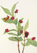 Chèvrefeuille involucré Lonicera involucrata - Mary Vaux Walcott — Ansicht des Kunstwerks