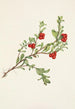 Frucht der Bärentraube Arctostaphylos uva-ursi - Mary Vaux Walcott — Ansicht des Kunstwerks