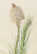 Xérophylle tenace Xerophyllum tenax - Mary Vaux Walcott — Ansicht des Kunstwerks